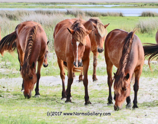Wild horses get nourishment.  (c)2017 www.NormsGallery.com