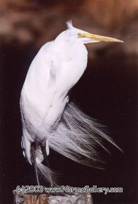 Great Egret (c)2017 www.NormsGallery.com