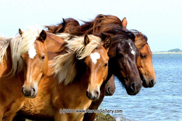 A Quartet of wild horses  (c)2017 www.NormsGallery.com