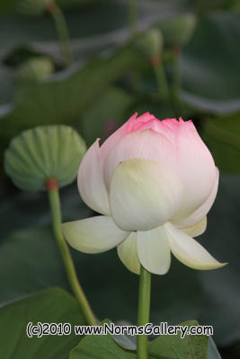 Lotus Flower (c)2017 www.NormsGallery.com