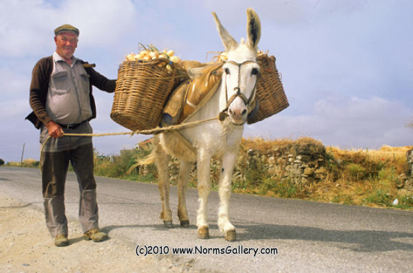 Onion farmer and donkey (c)2017 www.NormsGallery.com